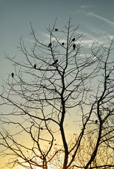 Birds perched on the top branches of a tree in the morning sun.