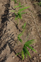 Ginger cultivation