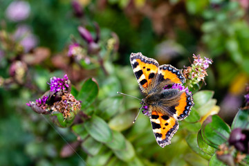 A Small Tortoiseshell butterfly covered in pollen resting on some green plants in the summer