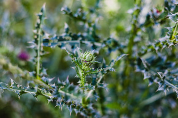 Buds and thorny thistle leaves, soft focus. Floral background.