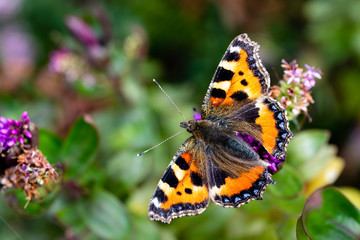A Small Tortoiseshell butterfly covered in pollen resting on some green plants in the summer