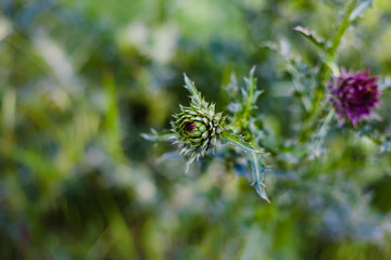 Buds and thorny thistle leaves, soft focus. Floral background.