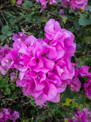 pink flowers in the garden close up