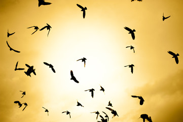 flock of birds on a sunset