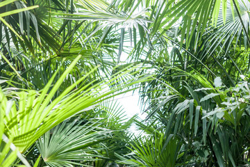 Obraz na płótnie Canvas palm tree leaves background