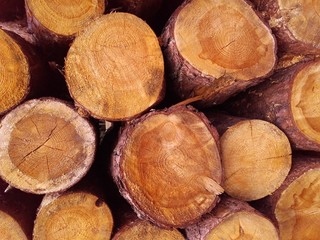 A pile of cut wood
