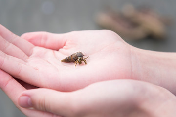 Obraz premium Close-up of small hermit crab held in child's hands