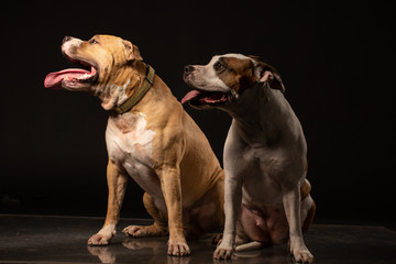 Fototapeta na wymiar Two American Staffordshire Terrier Dogs Sitting together and touching paws on Isolated Black Background