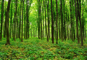 forest green