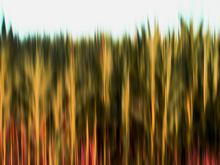 Maisfeld, abstrakt und verwischt