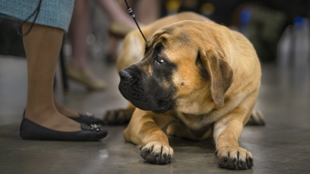 Bullmastiff At Dog Show In Paducah, KY - April 8, 2018