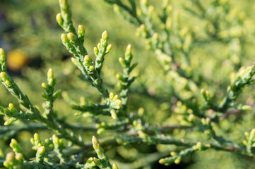 A branch of juniper on a sunny spring morning
