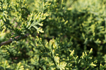 A branch of juniper on a sunny spring morning