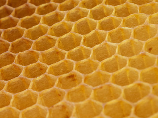 Wax hexagonal bee honeycomb texture