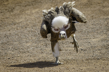 Gänsegeier  © hamist