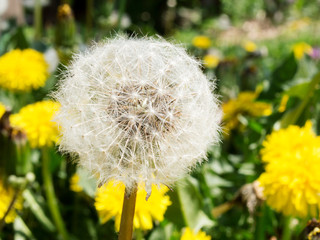 White dandelion on a sunny spring morning
