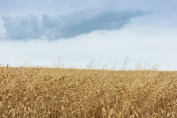 A field of ripe wheat just before harvest