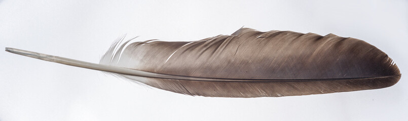 Bald Eagle Feather - Wing Feather