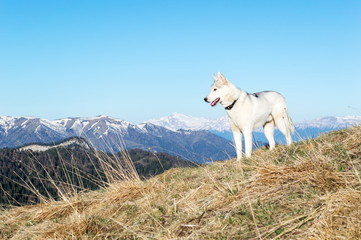 Obraz premium Husky against the background of snow-capped peaks of the spring morning