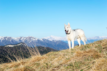 Husky against the background of snow-capped peaks of the spring morning