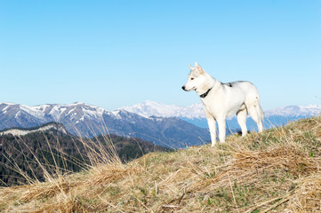 Obraz premium Husky against the background of snow-capped peaks of the spring morning