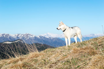 Obraz premium Husky against the background of snow-capped peaks of the spring morning
