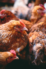 Chickens on the farm. Toned, style, color photo.