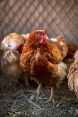 Chickens on the farm. Toned, style, color photo.