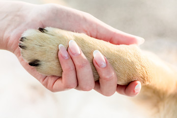 The girl holds the dog's paw in her hand. Dog and girl are loyal friends. The girl's hand with a...