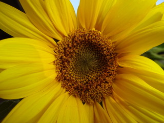 Sonnenblume