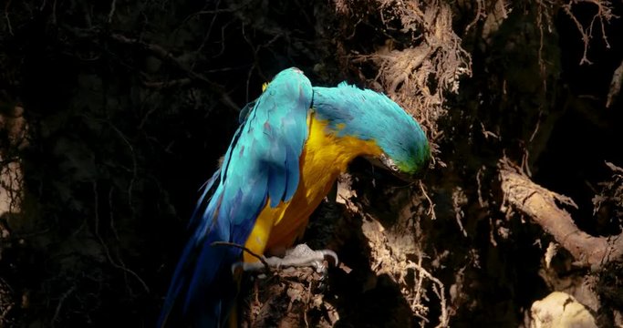 macaw parrot in the forest 3