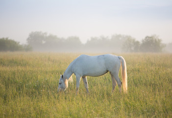 Obraz na płótnie Canvas Horse at dawn