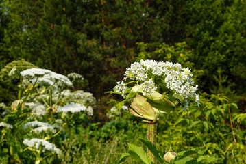 Heracleum Sosnowskyi Cow parsnip blooms in summer in a meadow