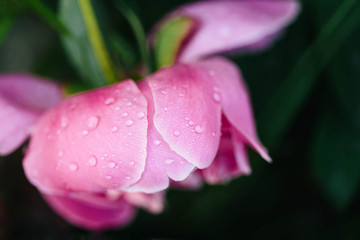 Beautiful flower of pink peony isolated on green nature background with water drops on it petal. Macro shoot.