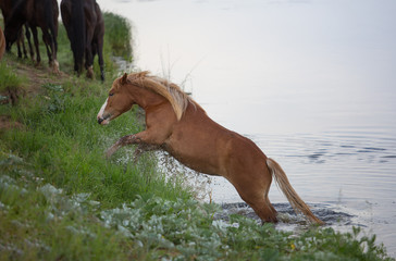 The horse in the river