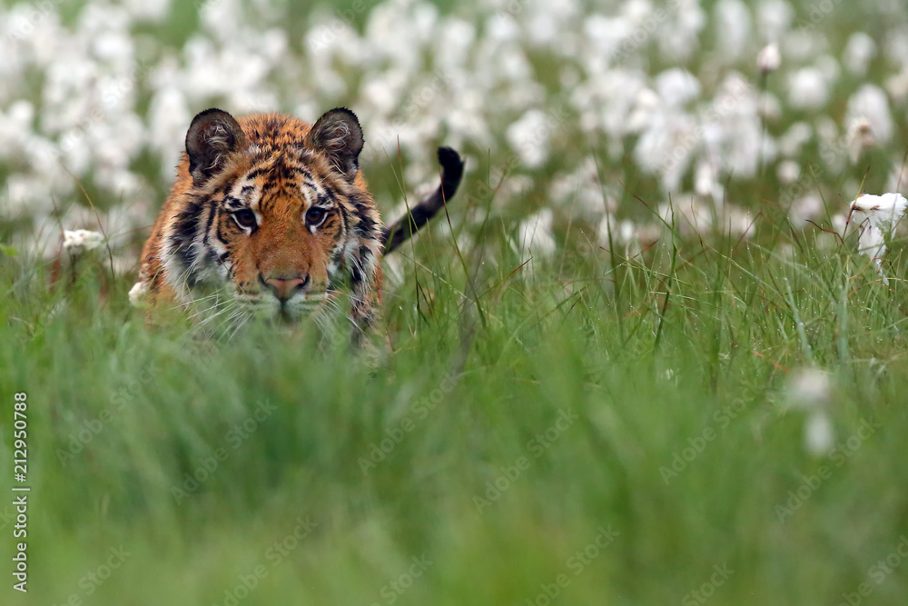 Wall mural the siberian tiger (panthera tigris tigris),also called amur tiger (panthera tigris altaica), portra