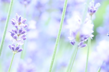 Naklejka premium Close-up of lavender flower