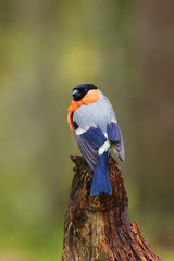 The bullfinch, common bullfinch or Eurasian bullfinch ( Pyrrhula pyrrhula) sitting on the branch with green background. Passerine in the rain with drops of water on the wings.