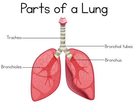Parts of a lung on white background