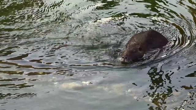 Nutria (myocastor coypus, Beaver rat) washing face into the water of a creek