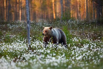 The brown bear (Ursus arctos) male walking in the forest. Female bear in the finnish taiga.Young bear with sunset in the background.