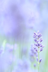 Close-up of lavender flower