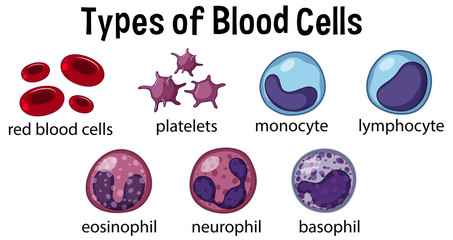 Types of Blood Cells - obrazy, fototapety, plakaty