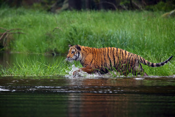 Plakat The Siberian tiger (Panthera tigris tigris),also called Amur tiger (Panthera tigris altaica) walking through the water. Beautiful female Siberian tiger in warm summer.