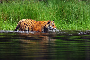 Fototapeta na wymiar The Siberian tiger (Panthera tigris tigris),also called Amur tiger (Panthera tigris altaica) walking through the water. Beautiful female Siberian tiger in warm summer.