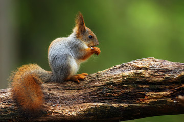 The red squirrel or Eurasian red sguirrel (Sciurus vulgaris) sitting in the scandinavian forest. Squirrel in a typical environment.
