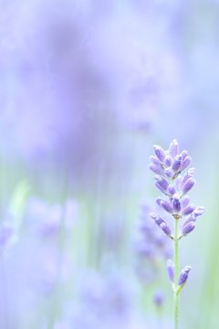 Fototapeta Close-up of lavender flower