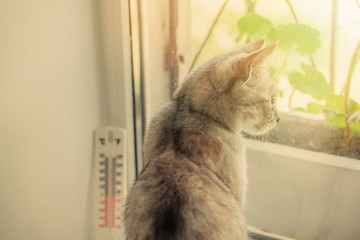 Gray cat looking out the window in the rays of the sun