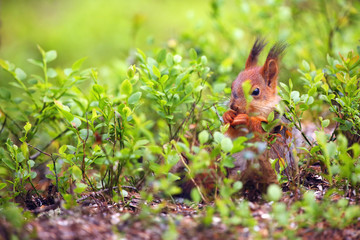 Naklejka na ściany i meble The red squirrel or Eurasian red sguirrel (Sciurus vulgaris) sitting in the scandinavian forest. Squirrel in a typical environment.