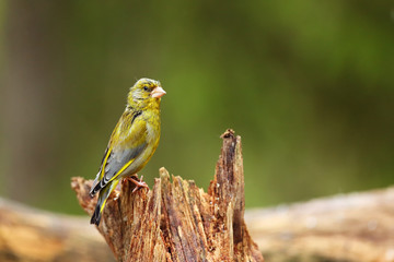 The European greenfinch, or just greenfinch (Chloris chloris),sitting on the branch. Male greenfinch in the forest.